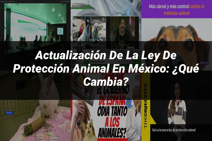 "Actualización de la Ley de Protección Animal en México: ¿Qué Cambia?"