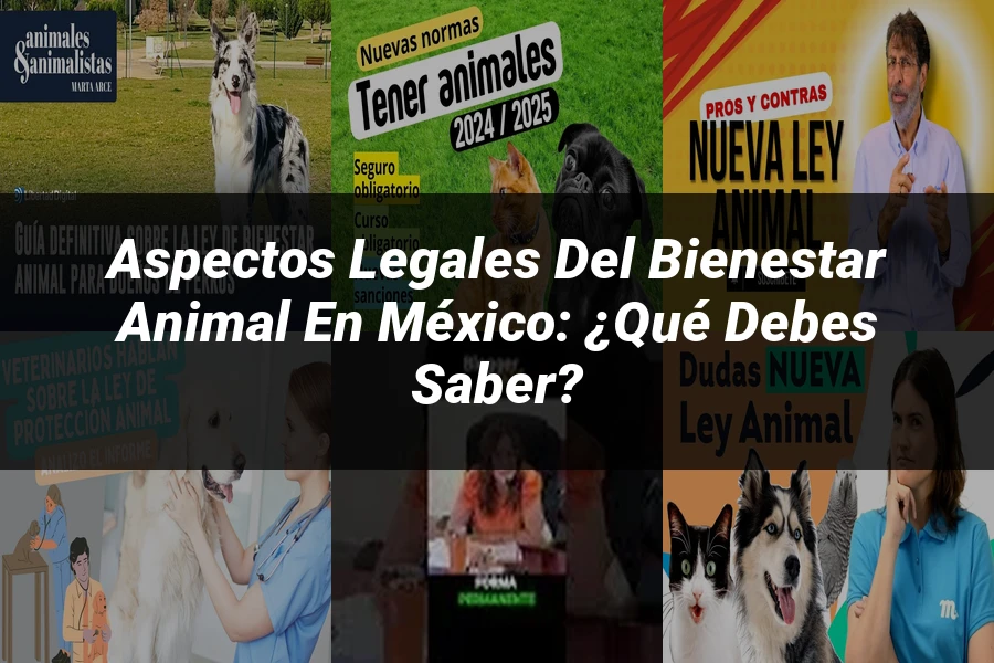 "Aspectos Legales del Bienestar Animal en México: ¿Qué Debes Saber?"