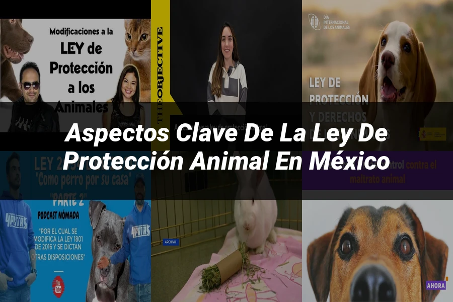 "Aspectos clave de la ley de protección animal en México"
