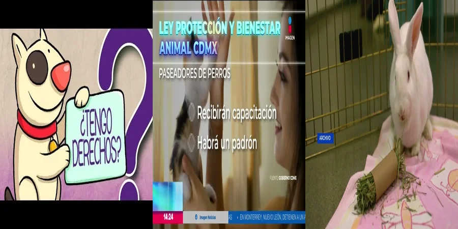 "Aspectos clave de la ley de protección animal en México"
