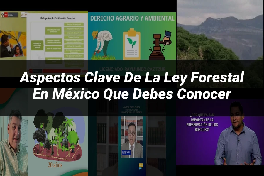 "Aspectos clave de la ley forestal en México que debes conocer"