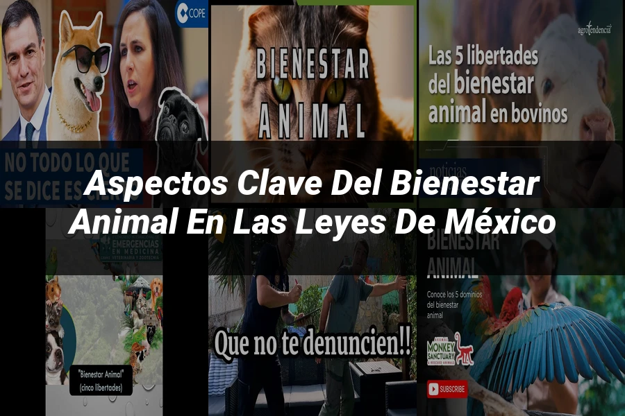 "Aspectos clave del bienestar animal en las leyes de México"