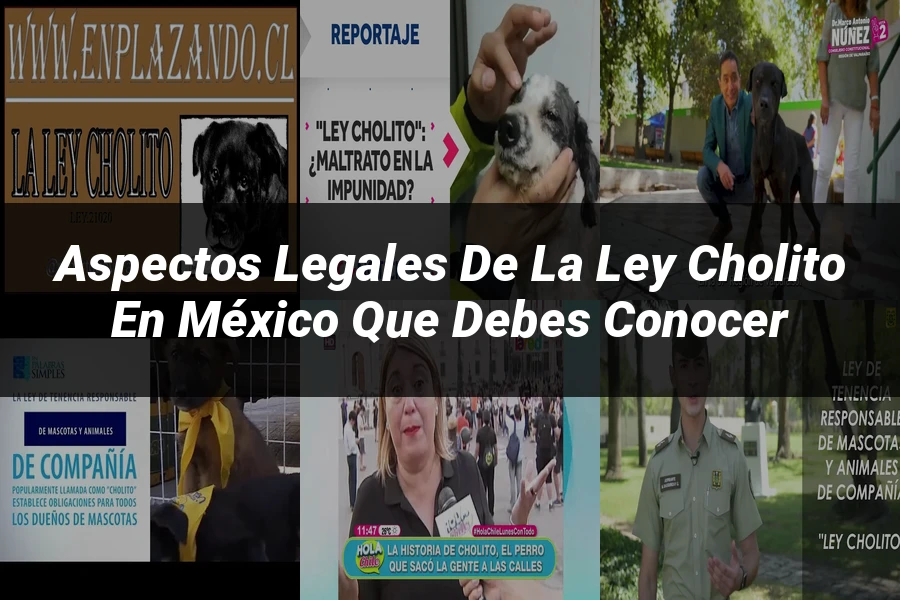 "Aspectos legales de la ley cholito en México que debes conocer"