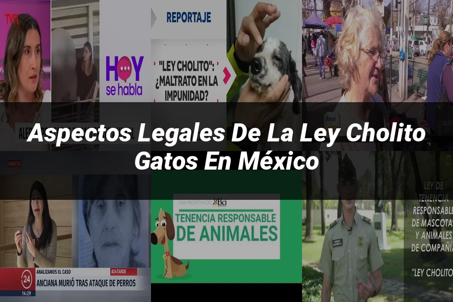 "Aspectos legales de la ley cholito gatos en México"