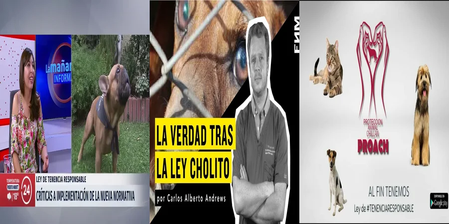 "Aspectos legales de la ley de cholito en México: ¿Qué implica?"