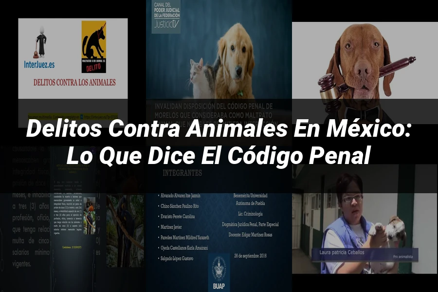 "Delitos contra animales en México: Lo que dice el código penal"