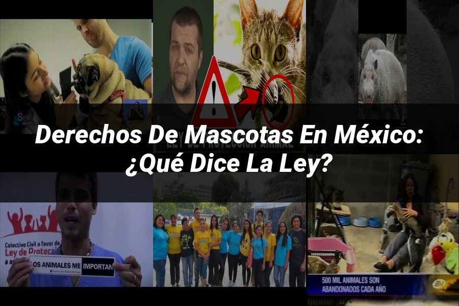 "Derechos de Mascotas en México: ¿Qué Dice la Ley?"