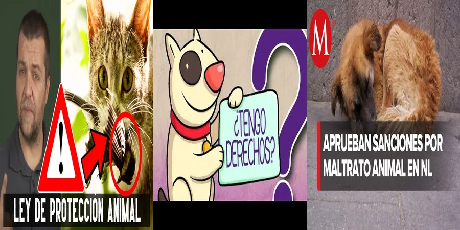 "Derechos de Mascotas en México: ¿Qué Dice la Ley?"