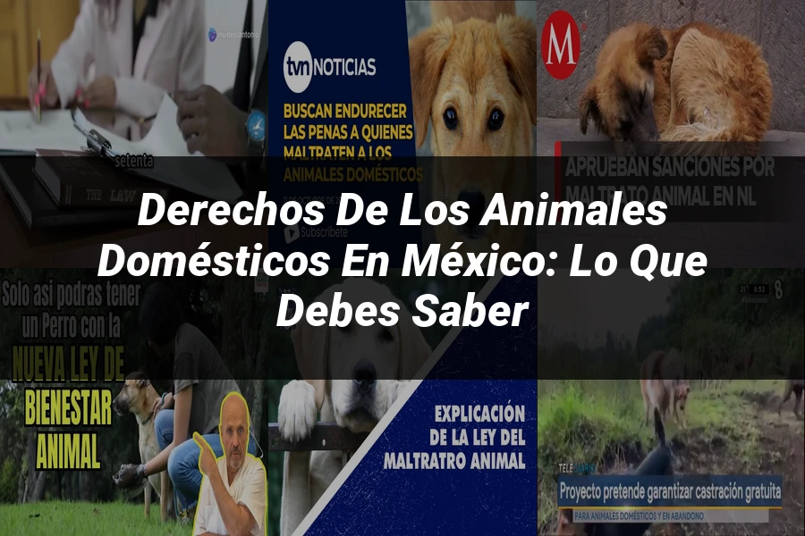 "Derechos de los Animales Domésticos en México: Lo que Debes Saber"