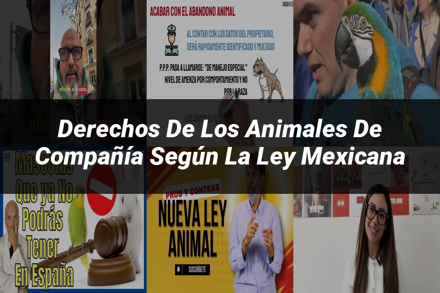 "Derechos de los Animales de Compañía según la Ley Mexicana"