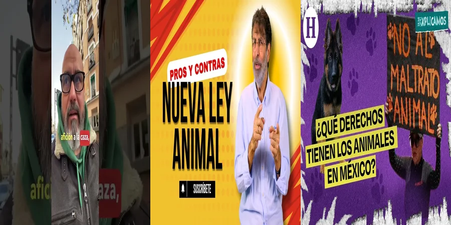 "Derechos de los Animales de Compañía según la Ley Mexicana"