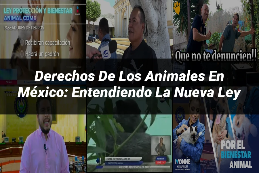 "Derechos de los Animales en México: Entendiendo la Nueva Ley"