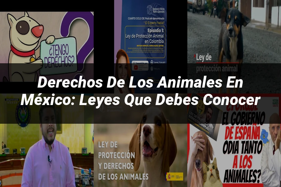 "Derechos de los Animales en México: Leyes que Debes Conocer"