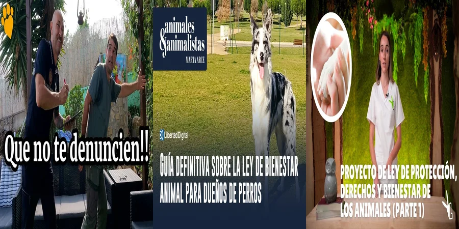 "Derechos de los Animales en México: Lo Que Marca la Ley"