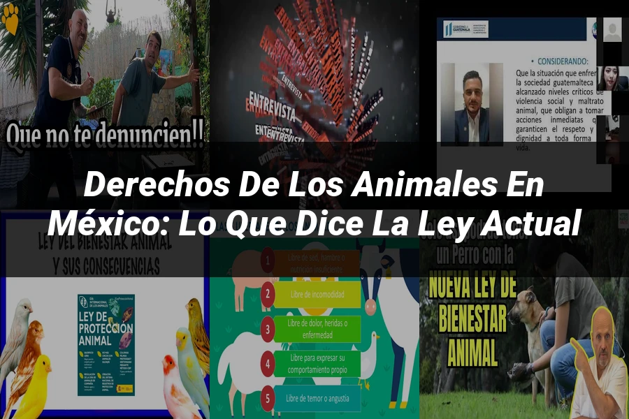 "Derechos de los Animales en México: Lo que Dice la Ley Actual"