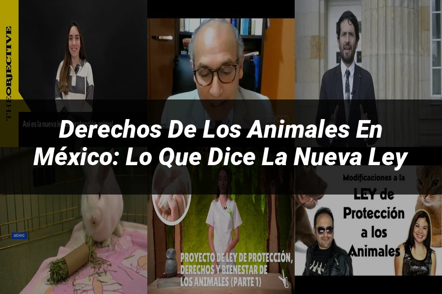 "Derechos de los Animales en México: Lo que Dice la Nueva Ley"
