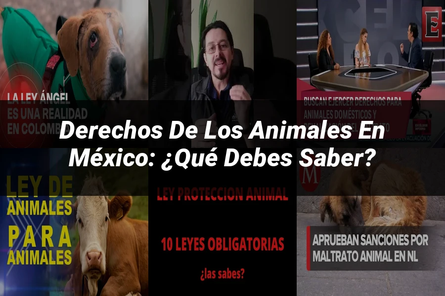 "Derechos de los Animales en México: ¿Qué Debes Saber?"