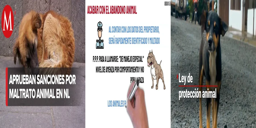 "Derechos de los Animales en México: ¿Qué Debes Saber?"