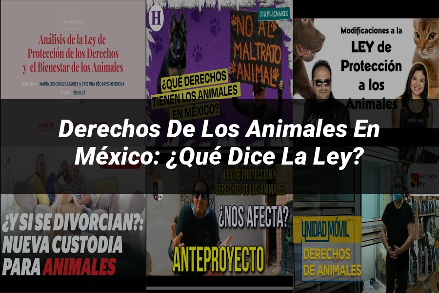 "Derechos de los Animales en México: ¿Qué Dice la Ley?"