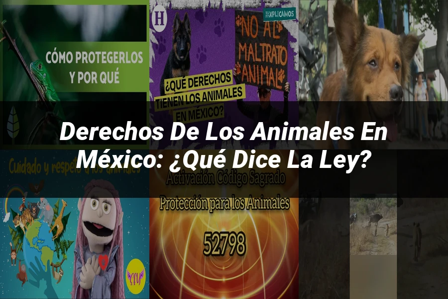 "Derechos de los Animales en México: ¿Qué Dice la Ley?"