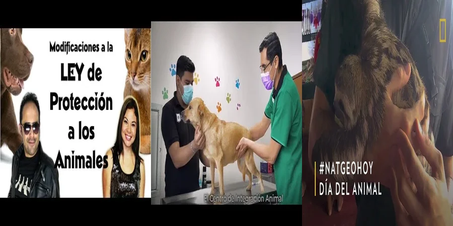 "Derechos de los Animales en México: ¿Qué Dice la Ley?"