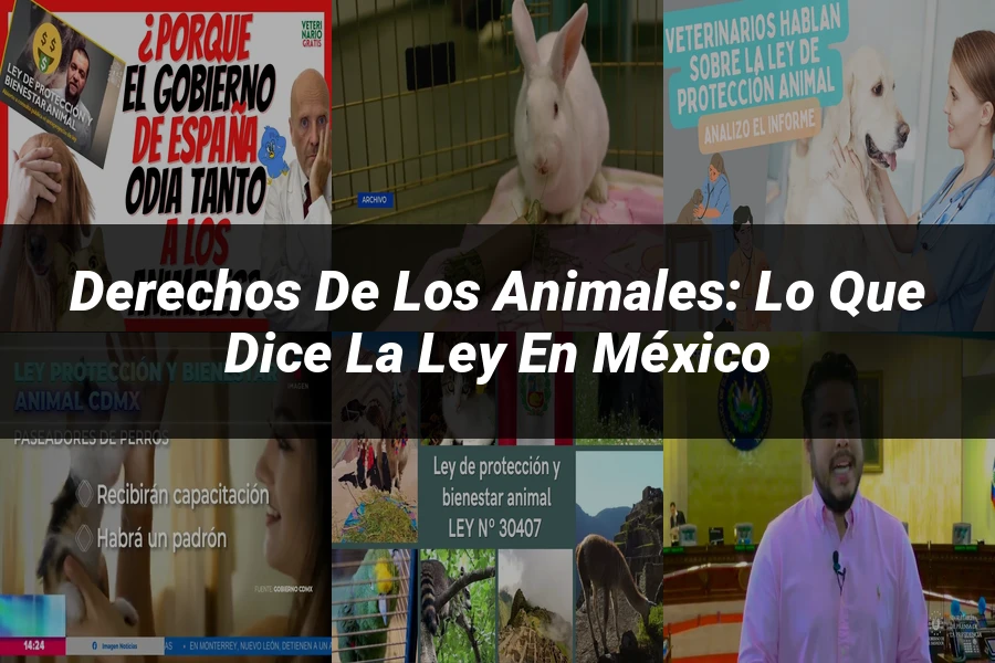 "Derechos de los Animales: Lo Que Dice la Ley en México"