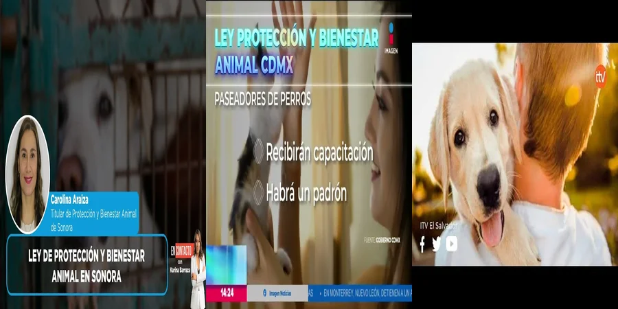 "Derechos de los Animales: Lo Que Dice la Ley en México"