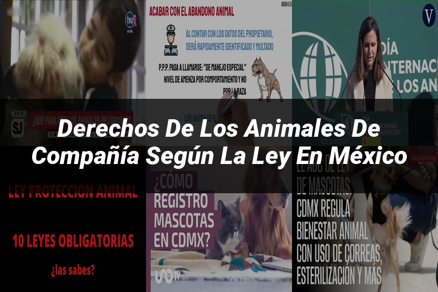 "Derechos de los animales de compañía según la ley en México"