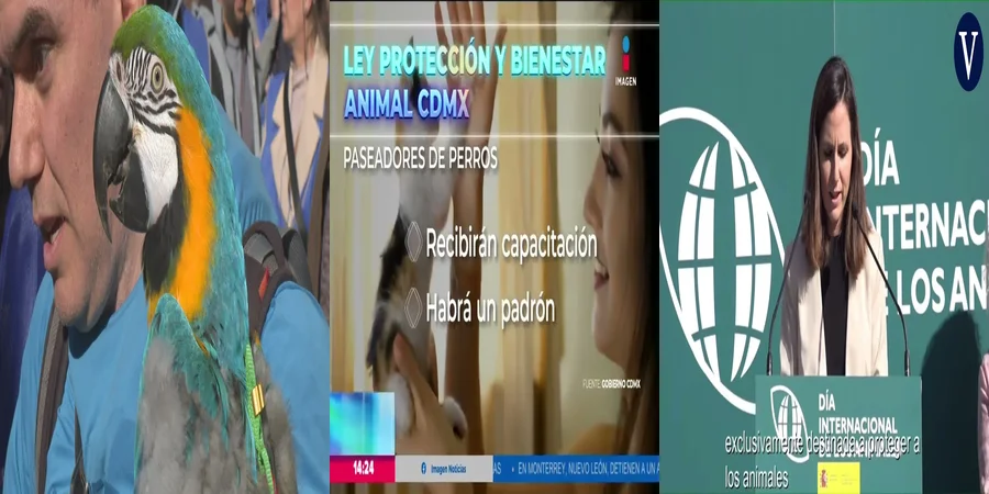 "Derechos de los animales de compañía según la ley en México"
