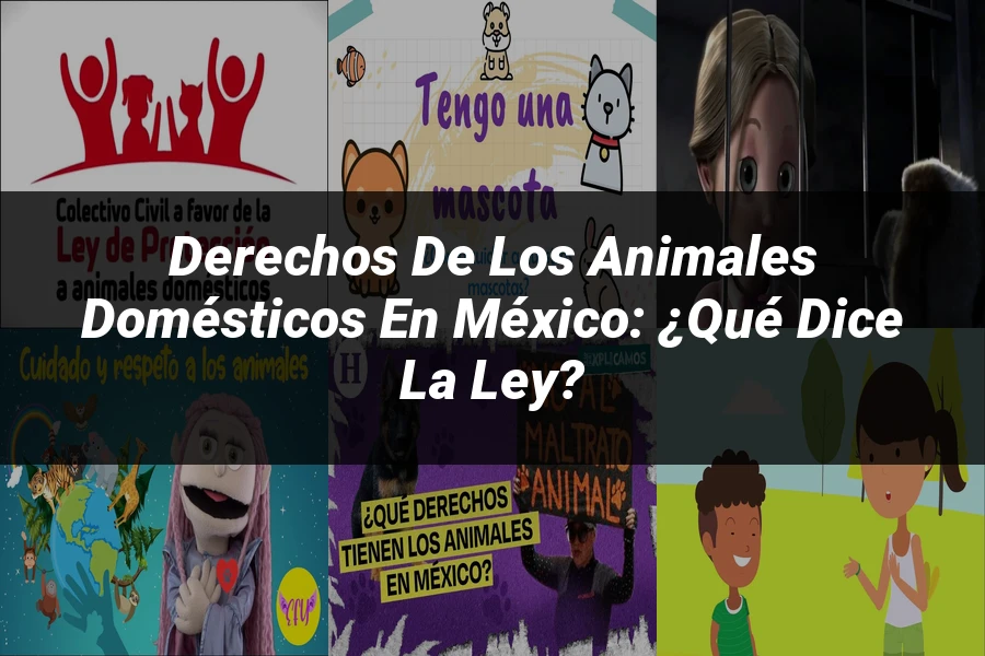 "Derechos de los animales domésticos en México: ¿Qué dice la ley?"
