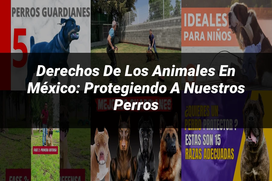 "Derechos de los animales en México: Protegiendo a nuestros perros"