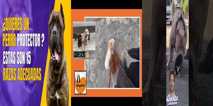 "Derechos de los animales en México: Protegiendo a nuestros perros"