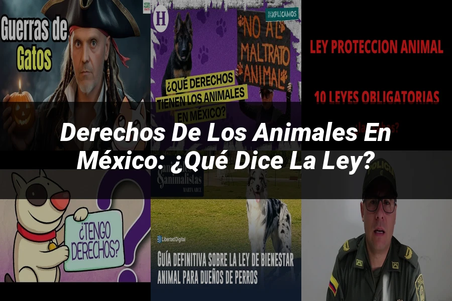 "Derechos de los animales en México: ¿Qué dice la ley?"