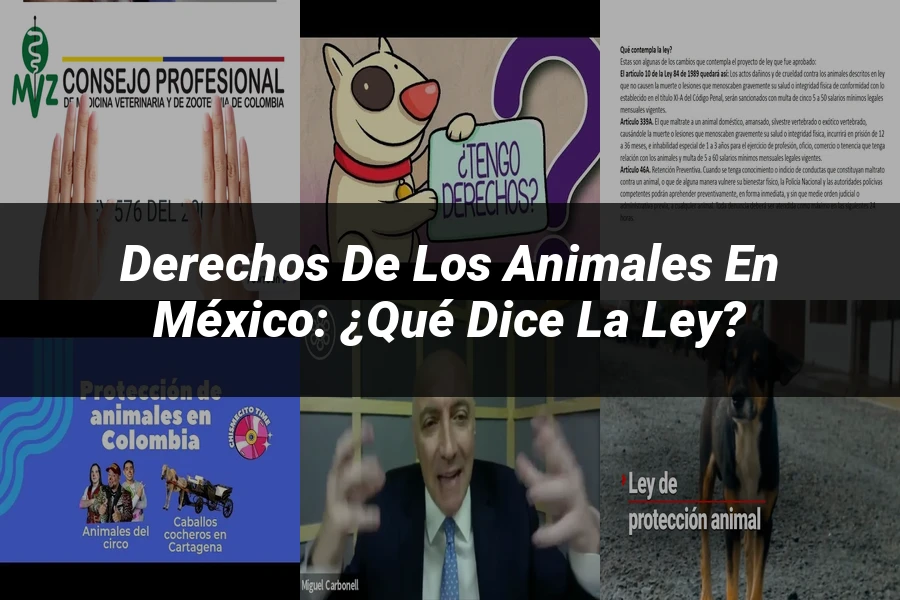 "Derechos de los animales en México: ¿Qué dice la ley?"