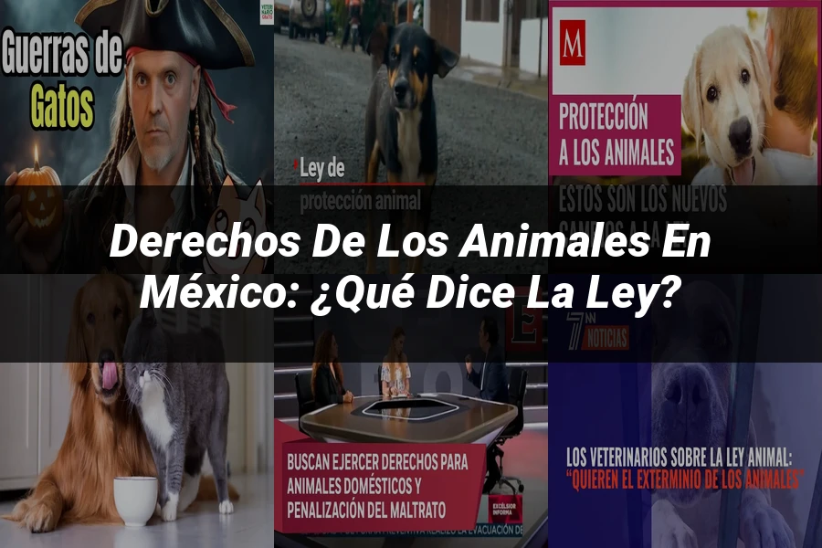 "Derechos de los animales en México: ¿Qué dice la ley?"