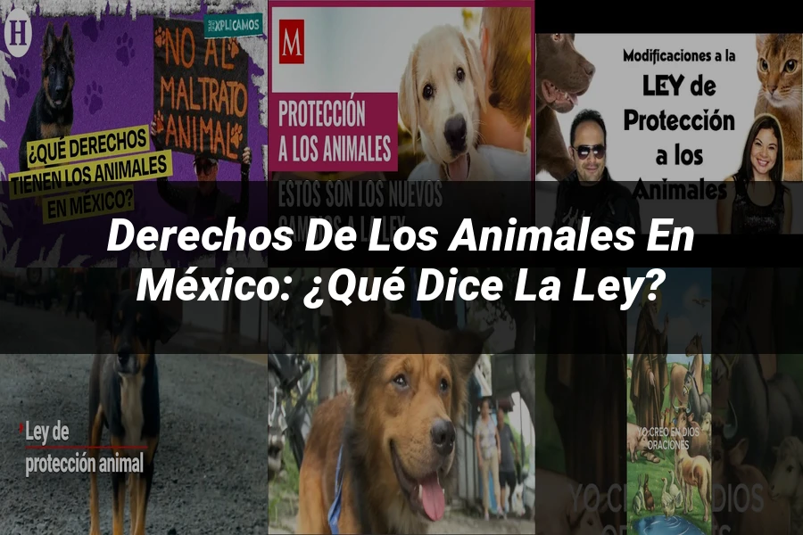 "Derechos de los animales en México: ¿Qué dice la ley?"