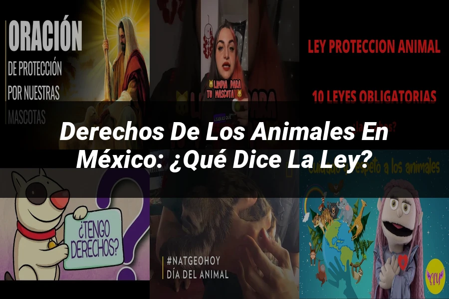 "Derechos de los animales en México: ¿Qué dice la ley?"