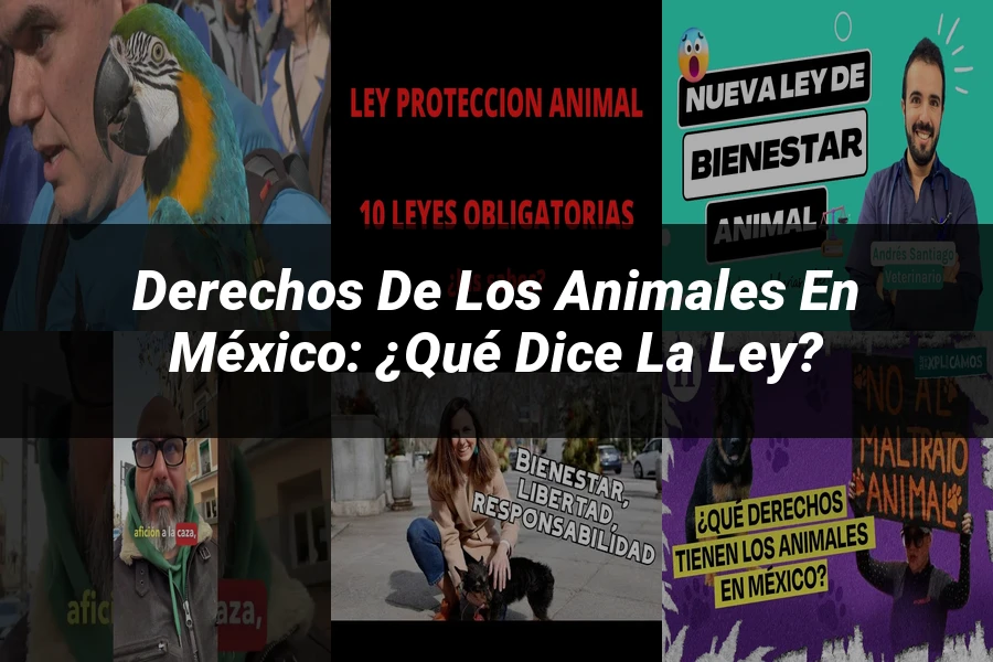"Derechos de los animales en México: ¿Qué dice la ley?"