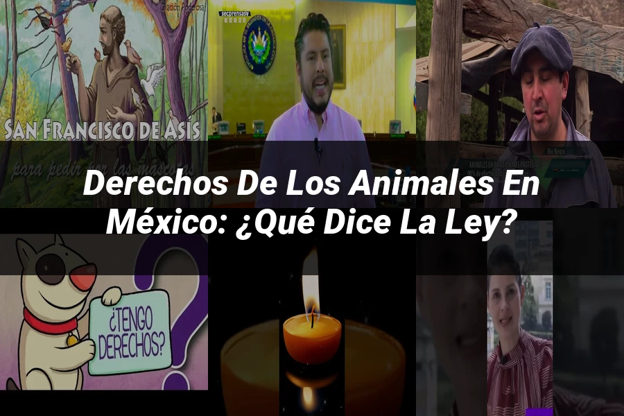 "Derechos de los animales en México: ¿Qué dice la ley?"