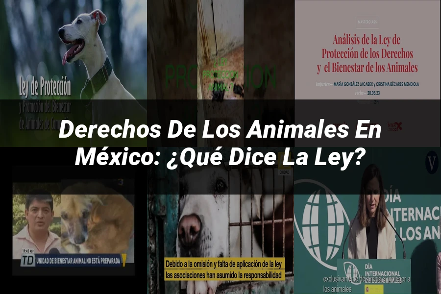 "Derechos de los animales en México: ¿Qué dice la ley?"