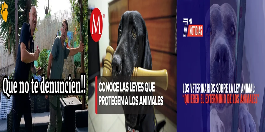 "Derechos de los animales en México: ¿Qué dice la ley?"