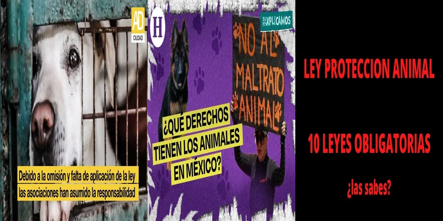 "Derechos de los animales en México: ¿Qué dice la ley?"