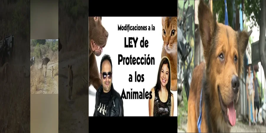 "Derechos de los animales en México: ¿Qué dice la ley?"