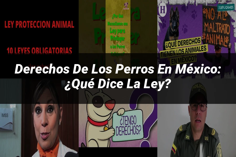 "Derechos de los perros en México: ¿Qué dice la ley?"