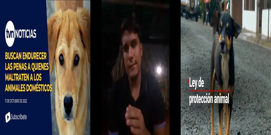 "Derechos de tu Mascota: Entiende la Ley del Animal Doméstico en México"