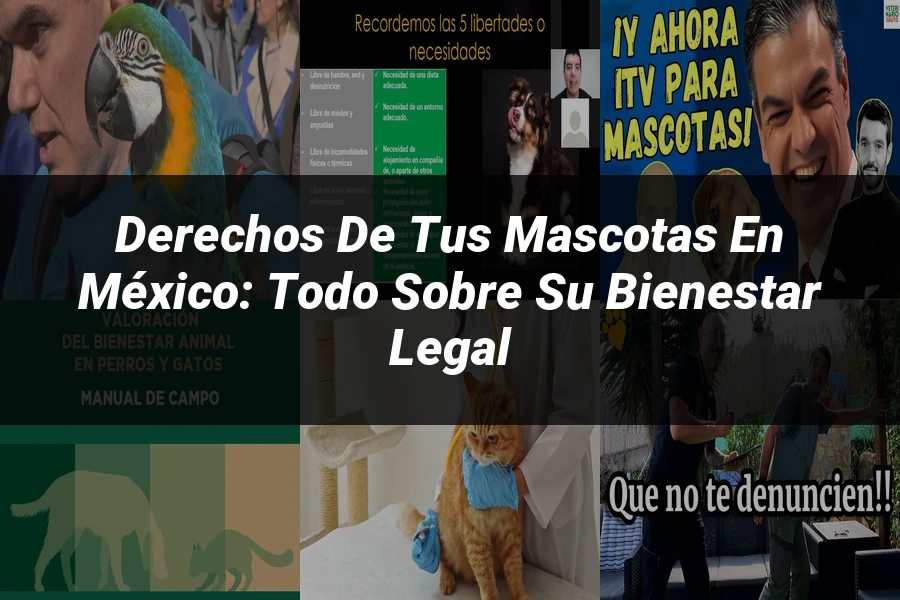 "Derechos de tus Mascotas en México: Todo sobre su Bienestar Legal"