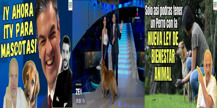 "Derechos de tus Mascotas en México: Todo sobre su Bienestar Legal"