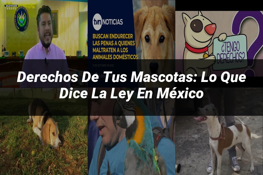 "Derechos de tus Mascotas: Lo que Dice la Ley en México"