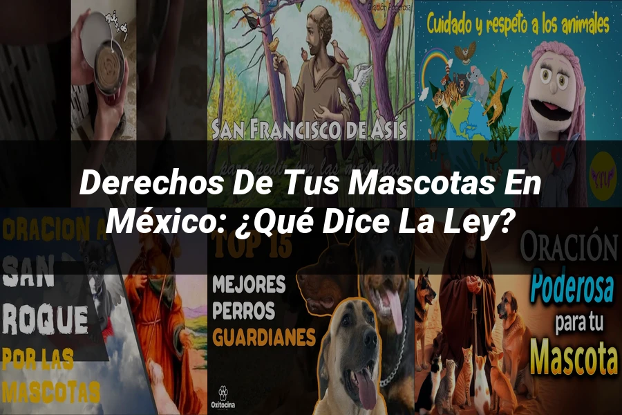 "Derechos de tus mascotas en México: ¿Qué dice la ley?"