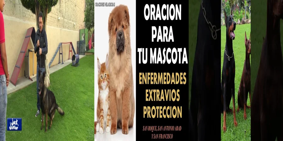 "Derechos de tus mascotas en México: ¿Qué dice la ley?"